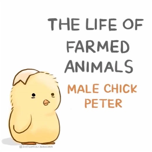 The life of male chick - Peter | Sentient