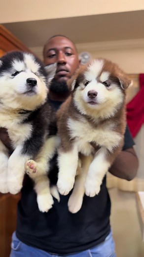 Can you believe they are only 6 weeks old 🤩 #alaskanmalamute #malamute #alaskanmalamutepuppy #puppies #southsidekennelz