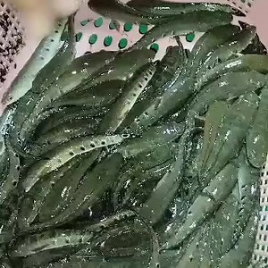 Sole Fish Seed Available For Kind of Fish farming, Biofloc Fish tanks installation , Feed, Seed , Selling and purchasing kindly contact us. 03008820519,03437077773 #biofloctechnology #FishSeed #biofloctech #bioflock #pangsiusseed #bioflocfish #bioflocos #biofloctraining #fish #fishseeds #bioflocsystem #bioflocfishfarming | Zarai Pakistan