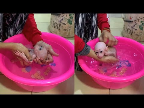 Gentle Bath Time for Newborn Baby Monkey 🛁 | Soft Care & Trust