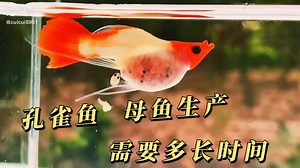 116K views · 2.4K reactions |  Guppy Giving Birth  Cuicui | AKVARYUM Bilgi Paylasim | Facebook