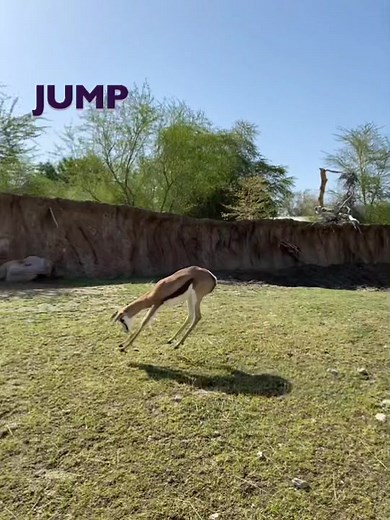 Springbok Pronking: A Joyful Display of Nature