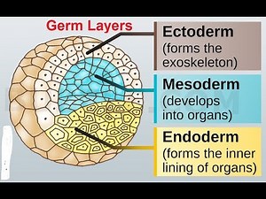 Gastrulation, Germ Layer Derivatives: 3rd week to 8th week of Development