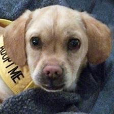 140 reactions · 13 shares | Can you say #HappyCamper! Dudley just...