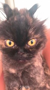 J'ai un trou en forme de chat dans mon cœur : joli souvenir de nos animaux ! ❤️ | Sympa