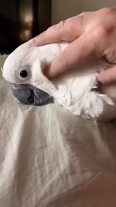 🐦❤️ The love between exotic birds and their owners is truly special! ❤️🐦 Exotic birds like parrots, cockatoos, or budgerigars have a magical power to steal our hearts with their unique beauty and personalities. Each day we spend with these wonderful creatures strengthens the bond we share. From moments of shared laughter to the morning whistles that wake us up, our birds fill us with affection and joy. Their curious looks and mischievous antics make us smile even on the toughest days. But the 