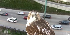 Curious hawk spotted perched in front of traffic camera
