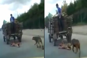 Indignación por maltrato a un perro: carreta lo arrastra atado por el cuello