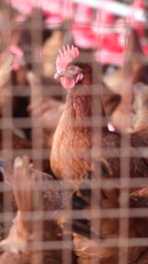 2K views · 22 reactions | In factory-style poultry farms, hens...