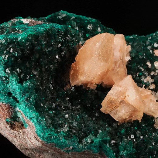 💚 A natural masterpiece — shaped like Texas! 🤠 This vibrant Dioptase with Golden Calcite from the DRC is a museum-quality marvel — deep emerald greens and golden hues coming together in perfect harmony. Its striking crystal contrast and Texas-shaped silhouette make it a one-of-a-kind treasure worthy of any serious collection. 🌍✨ Discover more natural wonders at www.astrowest.com #Dioptase #Calcite #FineMinerals #AstroWest #MuseumQualityMinerals #CrystalCollectors #NaturalArt #MineralOfTheDay 