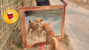 2.3K views · 47 reactions | You will pee from laughing! Super funny mirror prank on dog | Crazy dog reaction #prank #mirrorprank #funny #funydogvideo #funnyPrank #funnyvideo | All Time Best Fun Tv | Facebook