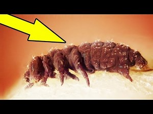 6 fast UNSTERBLICHE TIERE !