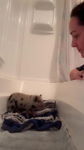 Funny Pig Moments: Laugh with Adorable Pigs