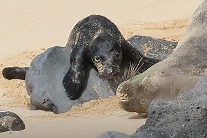オアフ島のノースショアでハワイアンモンクシールの赤ちゃんが生まれました。 : 一日・ 一ハワイ  - ハワイ旅行ブログ -