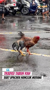 Ini bukan judi Sabung Ayam melainkan Tabuh Rah yang merupakan Ritual Hindu Bali yg persembakan darah ayam kepada Butha Kala. #tabuhrah #sabungayam #tradisihindu | Jelajah Budaya Bali