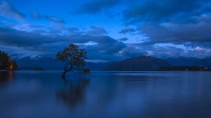 clip-1020128221-wanaka-tree-evening-getting-dark-one-most