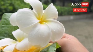 Kavitechya Jagat Chafyachya zada Padma Gole EP 2: 'चाफ्याच्या झाडा' कवयित्री पद्मा गोळे यांची कविता #abpmajhalive #abpमाझा #chafa #chafapoem #chafakavita #padmagole #marathikavita #marathipoem #plumeria | ABP Majha