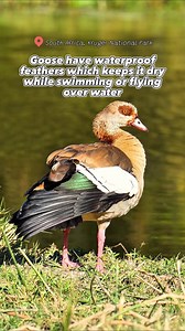 Fun fact: Adult Goose have feathers that are naturally waterproof and insulating, allowing them to tolerate colder temperatures.Goose at Kruger National Park in South Africa. #southafrica #krugernationalpark #goose #safari #travel #birdlife #travelgram #visitsouthafrica #africansafari #explorepage #trendingvideos #viral | Madbookings - Travel Experts in Africa & Asia
