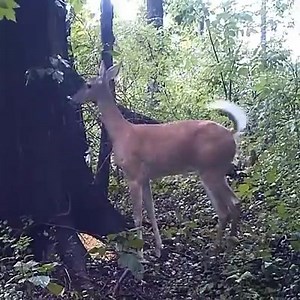 If a deer farts in the forest and no one is around to hear it does it still make a noise? LOL | Vines