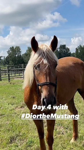 6.4K views · 1K reactions | Day 4 with #DiortheMustang. This girl is pretty cool. She was a champ walking into the wash rack, got brushed, and fly sprayed, and walked out to her field. She’s so pretty and she knows it ‍♀️ #saveahorserideamustang #palomino #mare #mustangmare | Elisa Wallace Eventing | Facebook