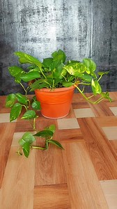 3.2M views · 71K reactions | Make a Beautiful Round Trellis for Your Money Plant in Minutes #trellis #pothos #moneyplant | Flower lovers | Facebook