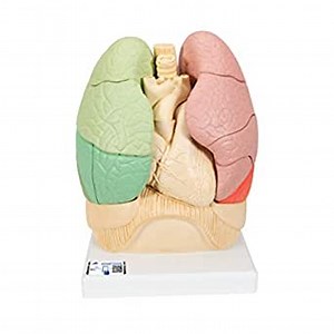 3B Scientific G70 Segmented Lung - 3B Smart Anatomy