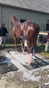 10K views · 236 reactions | 朗 Backside At Saratoga #satisfying | The Real Players Inside The Backstretch | Facebook