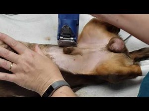 Patient Prep: Clip, Scrub, Block- Dog Neuter