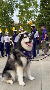 19K views · 788 reactions | Another beautiful Band Day in the books! Shoutout Dick's Drive In Restaurant for the ‼️ | Washington Athletics | Facebook