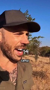The importance of cattle in Africa