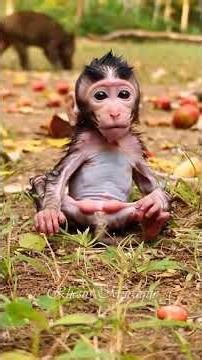 #forestlife #animallife #babyanimal #primates #babymonkey #babyprimate #cute #animals