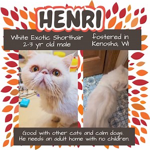 3.8K views · 113 reactions | ADOPTED Henri HENRI is a darling...