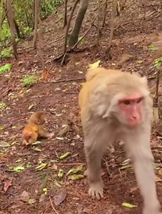 399K views · 7.7K reactions | Do not take the newborn away from me! Mom cries loudly, very scared | A Venture | Facebook