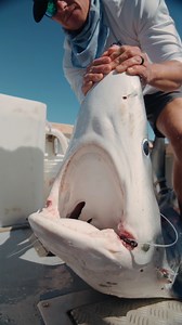 Blue Shark for dinner! #fishing #shark #blueshark #catchandcook | Landshark Outdoors