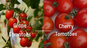 18 reactions | Are grape and cherry tomatoes the same? Even though grape and cherry tomatoes are similar in bite-size, they are different. Grape tomatoes have a thicker skin and an oval shape. Cherry tomatoes tend to be rounder, juicier and sweeter. You can switch the tomatoes with one another if required for a recipe.  | Ontario Greenhouse Vegetable Growers | Facebook