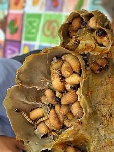 15K views · 95 reactions | Satisfying Dandruff Removal And Scratching Worms Out #DandruffScratching #ItchyDryScalp #HugeFlakes #Dandruff #dandrufftreatment #satisfying #Satisfying And Scratching Worm Nest Hole On Head Disclaimer: Videos do not show original Dandruff,they are used for education purpose. Thank You,,, | Ashik 09 | Facebook