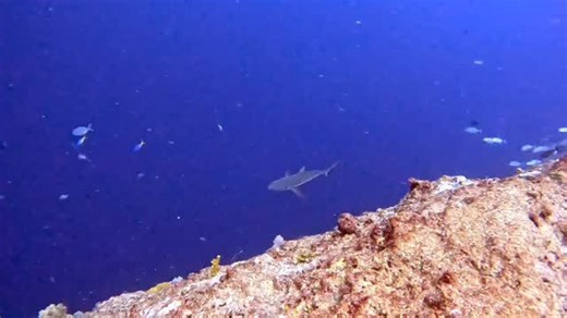 78 reactions · 5 comments | A few sharks at the Blue Corner and some mantas in the German Channel. #palau #phoenixscuba #comedivewithme #divessi #scubainstructor | Art of Dina Wakley | Facebook