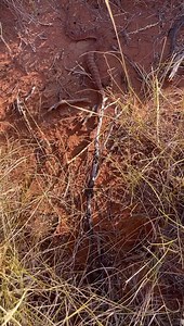 Releasing a Desert Death Adder (Acanthophis pyrrhus) 🐍 Pilbara region, W.A 🇦🇺🏜🖤💚🖤 #snakesrule #wildlifeconservation | Mick Fullerton Wildlife