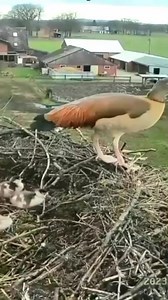 The beautiful bird hatched the chicks on top of the tree and is now trying to get them down. #decoveey #writingcommunity #earthcapture #nofilter #animal #motolife #norway #4ofjuly #BustaRhymes #sundaydinner | Eyes on nature