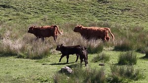 「スコットランド、草原で子牛とハイランド牛の空撮ビュー、英国」の動画素材（ロイヤリティフリー）3892827559 | Shutterstock