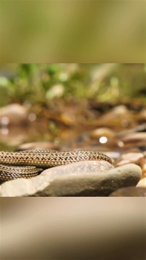 13K views · 51 reactions | In Shangri-La, southwest China's Yunnan Province, rare footage captures the Shangri-La hot spring snake, a first-class nationally protected species. #ChorusofLife | CCTV | Facebook