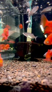 Our beautiful Neon Chilli Rosy Barbs 😍😍 | Allfish2u