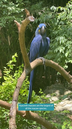 It’s #WorldParrotDay! Celebrate by learning more about our hyacinth macaws with Zookeeper Meg! 🦜 | Nashville Zoo
