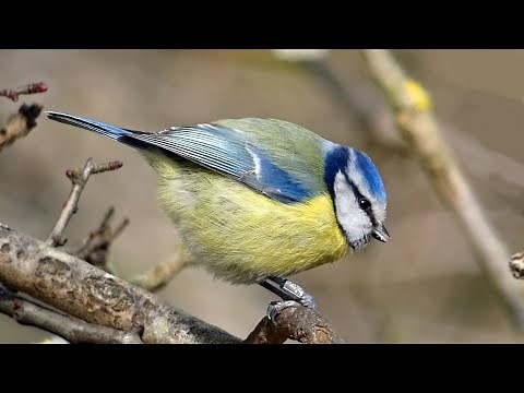 Blue Tit - Songs and Calls