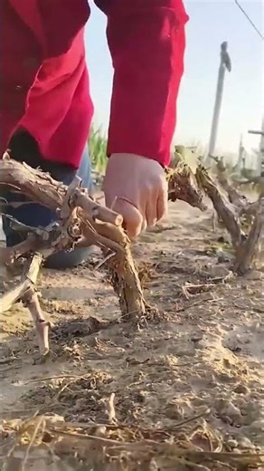 Winterizing grapevines process by bending them