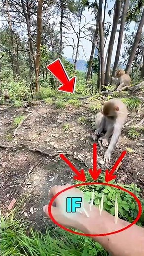 How to Remove a Splinter? Simple and Effective Method! 📌🪡