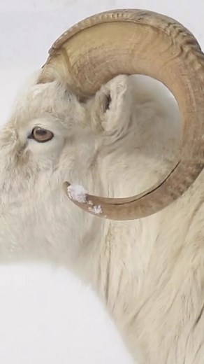 3.7K views · 155 reactions | Someday… #fullcurlfriday #wsf #wildsheepfoundation #fcf #dallsheep #youngram #wildsheep | Wild Sheep Foundation | Facebook