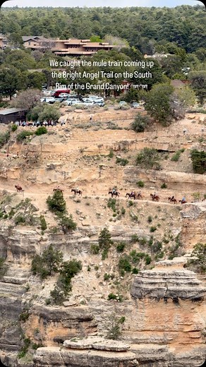 Hiking on the South Rim and we stopped to watch this mule train coming up the Bright Angel Trail. Fun to watch from afar. 📍Bright Angel Trail, South Rim Grand Canyon, AZ #grandcanyon #grandcanyonnationalpark #grandcanyonrivertrip #rafting #brightangel #brightangeltrail #hiking #hikingadventures #Arizona #visitarizona #mules #mulesofinstagram #MuleTrain #mule #VisittheUSA | Seymore of the World with ME