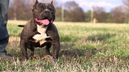 Can extreme breeding be done right?