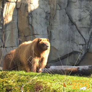 8.3K views · 925 reactions | Cute cub alert!   Our bear cub...